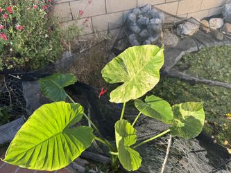 Alocasia Gageana Aurea Large Cutting Variegated Elephant Ear Plant
