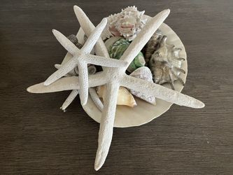 Sea Shell Bowl