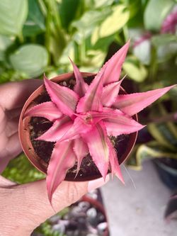 Plants (3”pot🍂 Cryptanthus Ruby Earth Star $12 each)