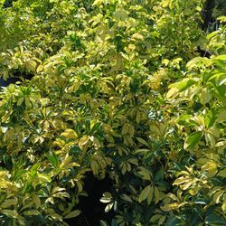 🪴🪴Trinette Arboricola Privacy Hedge Plants 7gl $16