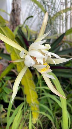 Orchid Cactus