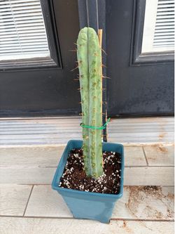 Cactus for sale