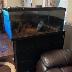 Snake Aquarium 