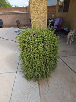Large elephant food plant in heavy 3ft tall ceramic pot