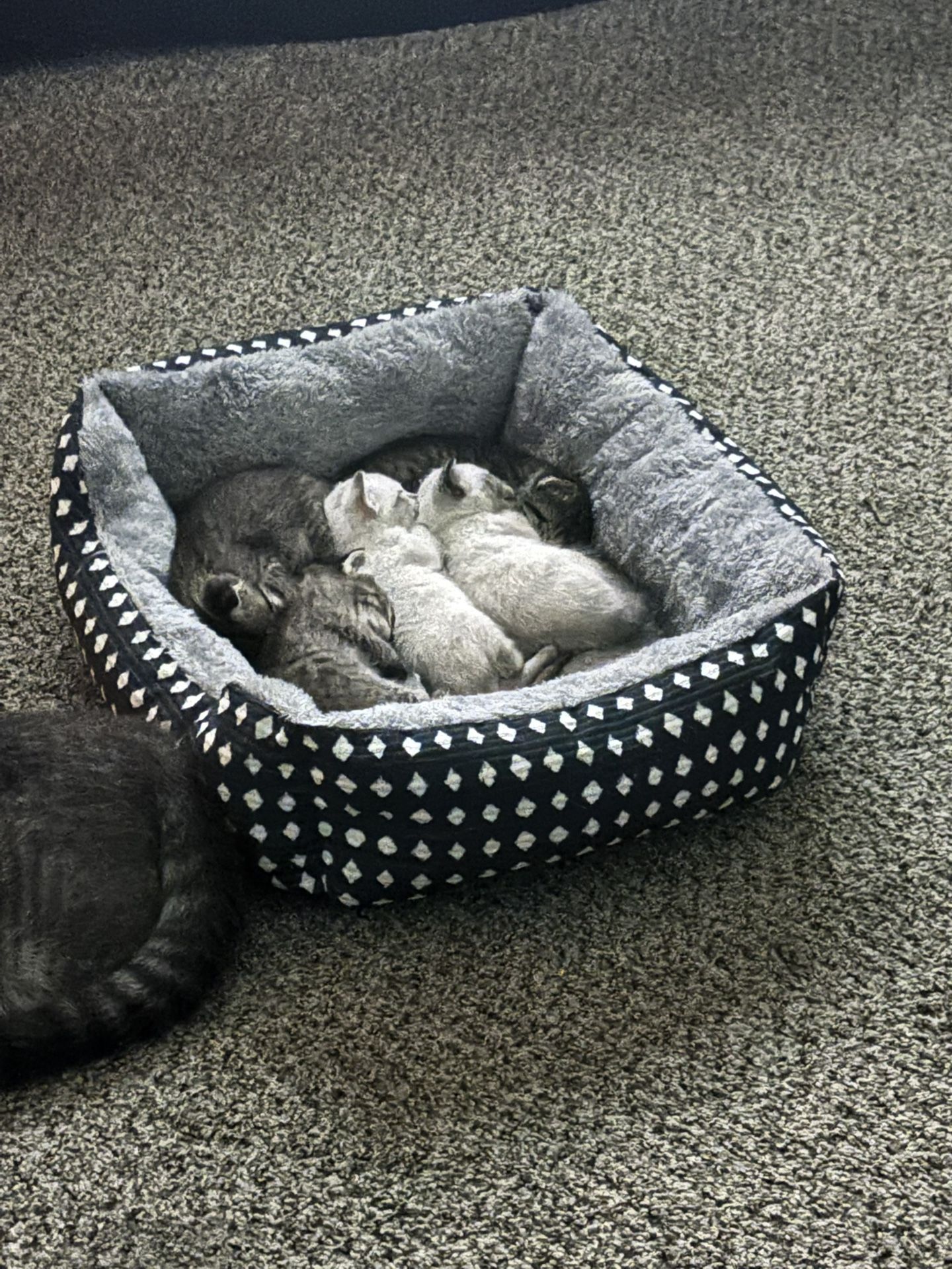 Full Tabby Kittens