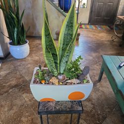 Sansevieria Snake Plant With Succulents In Cute Ceramic Pot