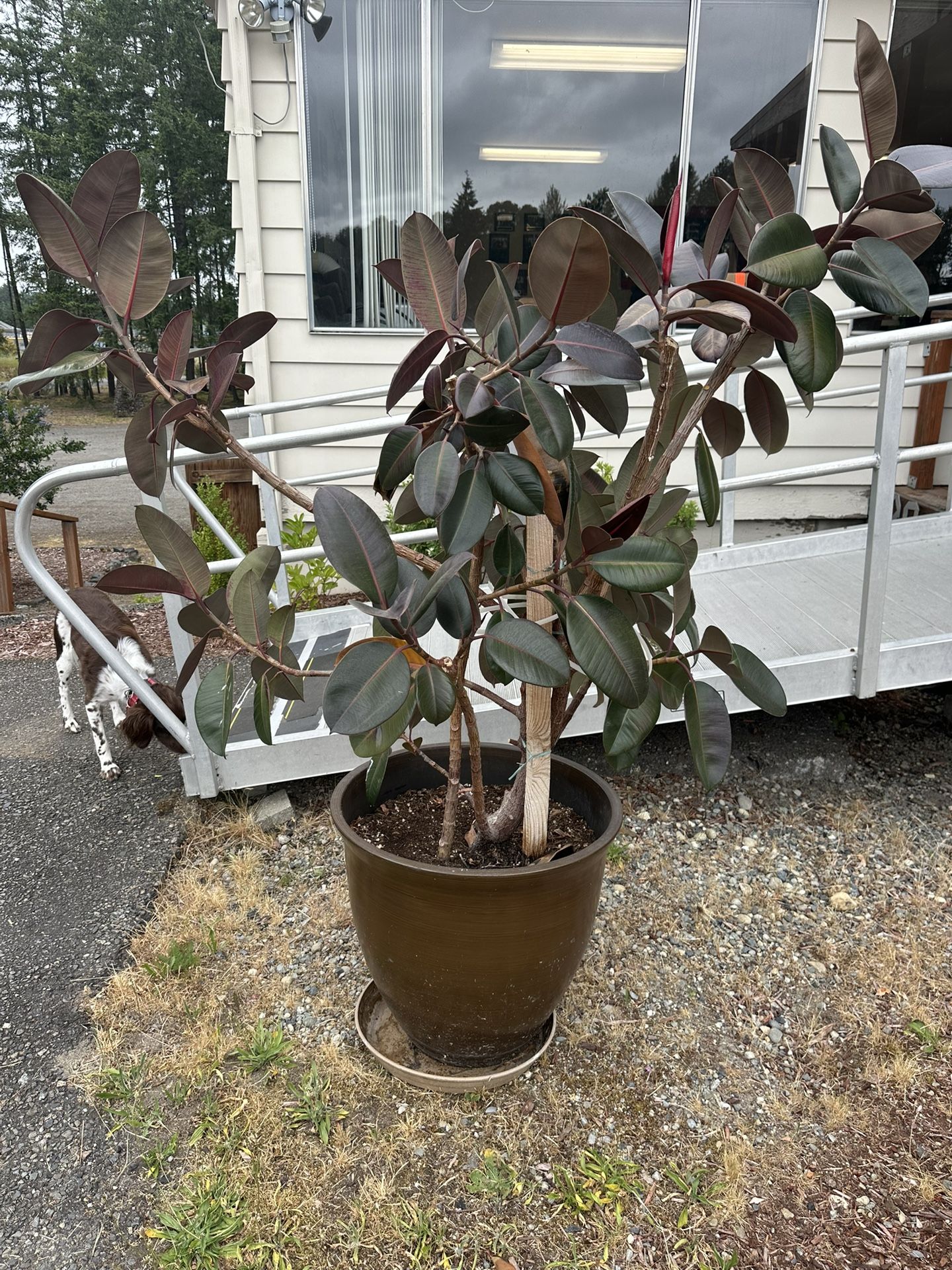 Large Rubber Plant