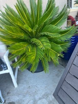 Large Sega Palm