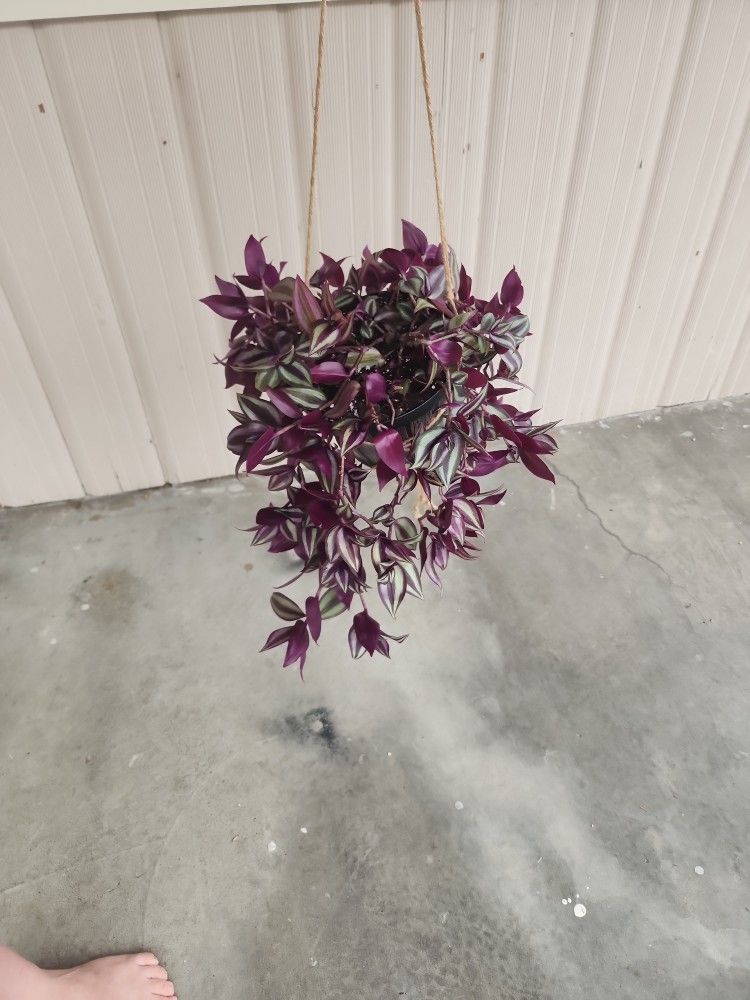 House Plant/ Tradescantia