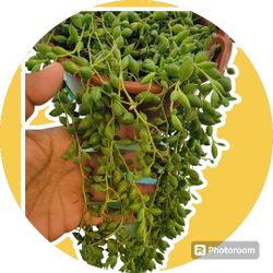 String Of Watermelon Plant 