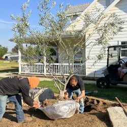Swan Hill Variety Olive Trees For Sale