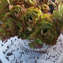 Large Pot Of Aeonium Succulent Plant 