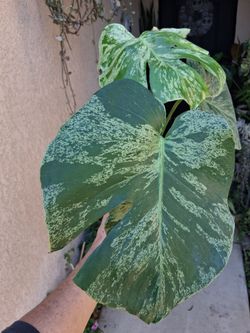 Monstera BULBASAUR Plant $75