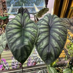 Live Plants! Alocasia Dragon Scale 