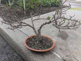 Portulacaria afra bonsai