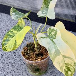 Florida Beauty x Paraiso Variegated New Hybrid 