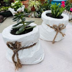 Succulent Plant Pair 