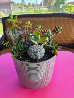 “Beautiful handmade succulent and cactus garden featuring Haworthia, Aloe, Echeveria, Sedum, Kalanchoe, Barrel Cactus, Mammillaria and other succulent