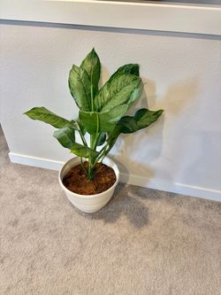 Calathae plant