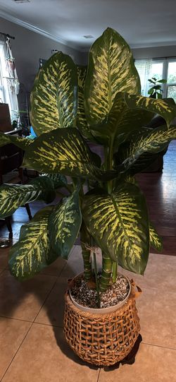 Large dieffenbachia( Dumb Cane) House Plant