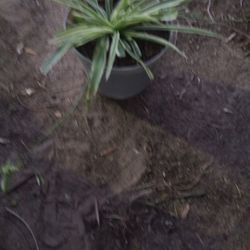 Spider Plant $7
