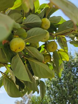 $165 FUYU PERSIMMON 🌿 6 feet tall