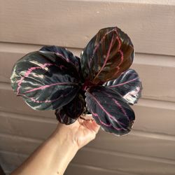 4” Calathea Dotty 