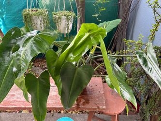 Plants indoor