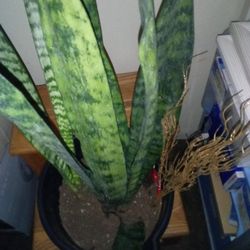 Snake Plant 🐍