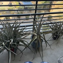 Aloe Plants/ Pots Included