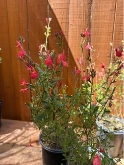Salvia greggii coral pink 1Gal
