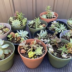 Succulents 4”