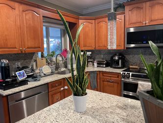 Thin tall modern Snakes Plant Sansevieria Real Plant And Pot  33"