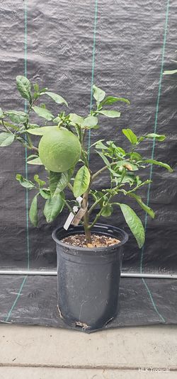 🍊 Fruiting Bưởi Da Xanh Pomelo Tree (5-Gal)