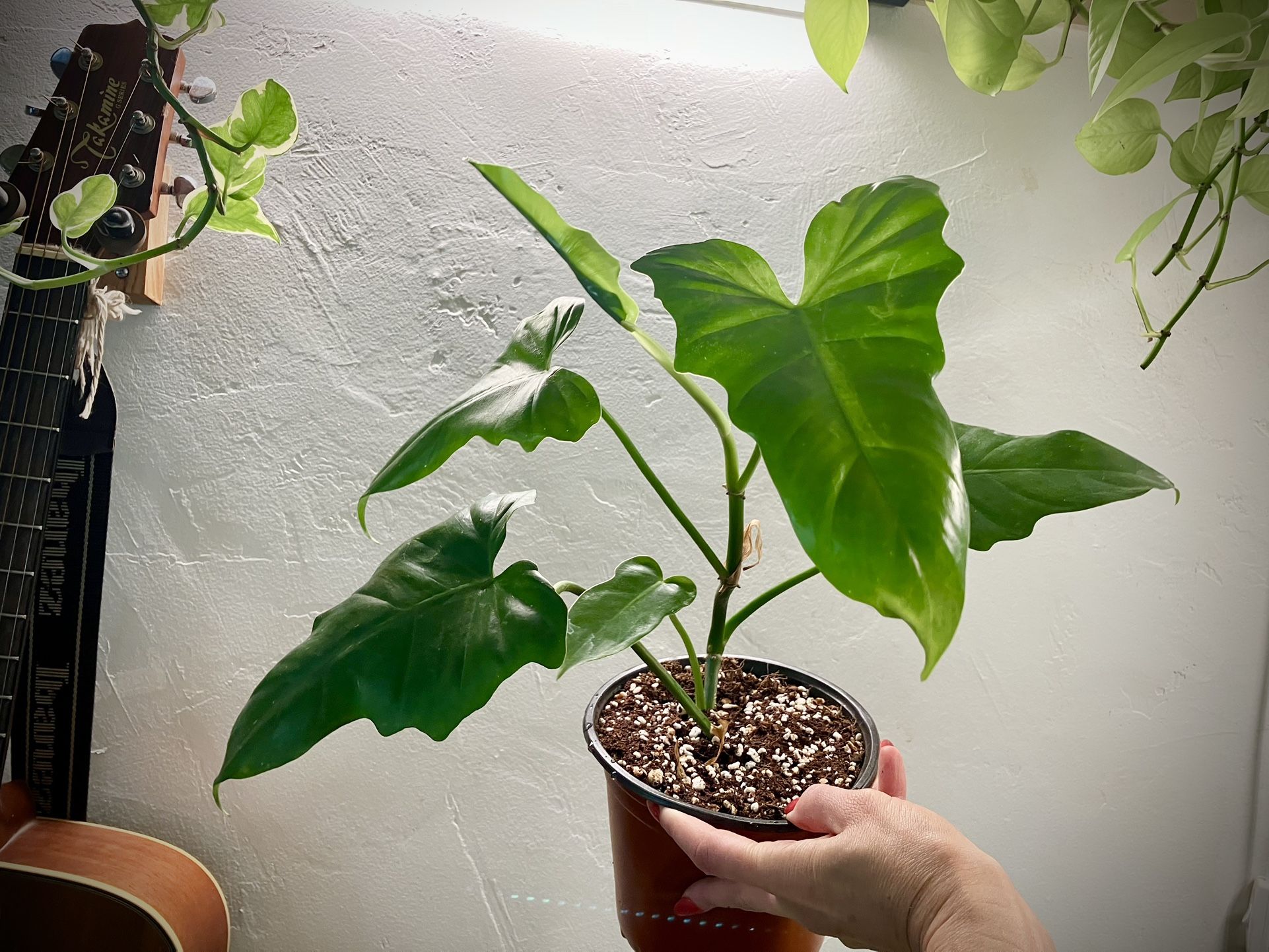 Philodendron Golden Dragon Plant In 6” Pot