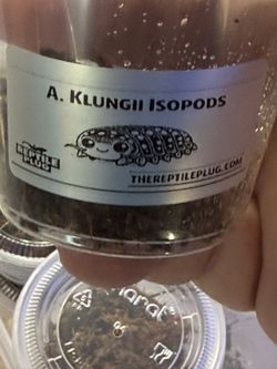Klungii Isopod Cups Show Special! 10+ Count 