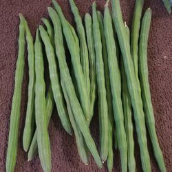 Malunggay Moringa Drumsticks Fruit and Leafs