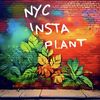NYC_InstaPlant