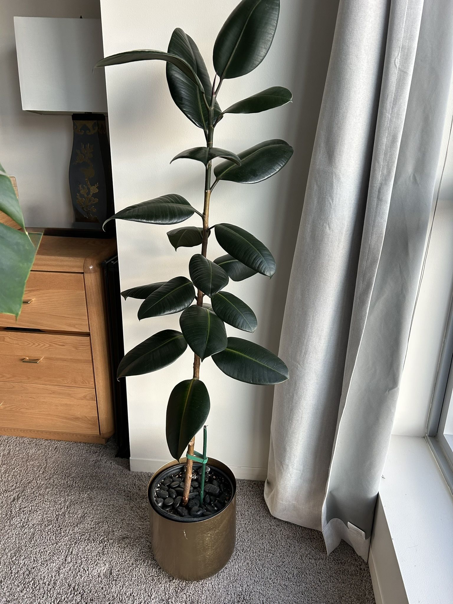 4.5ft Rubber Plant (Ficus Elastica ‘Burgundy’) with Gold Planter - Healthy & Growing