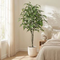 6ft Ficus Tree