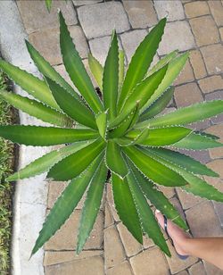 Agave