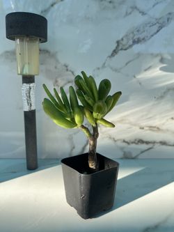 Succulent