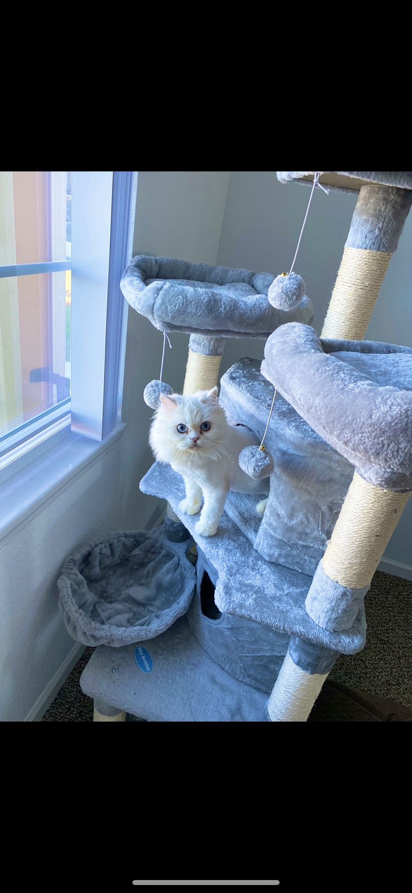 Cat Tree With Toys 