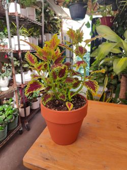 Outdoor Plants