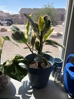 LIVE Rubber Tree Plant in Blue Pot