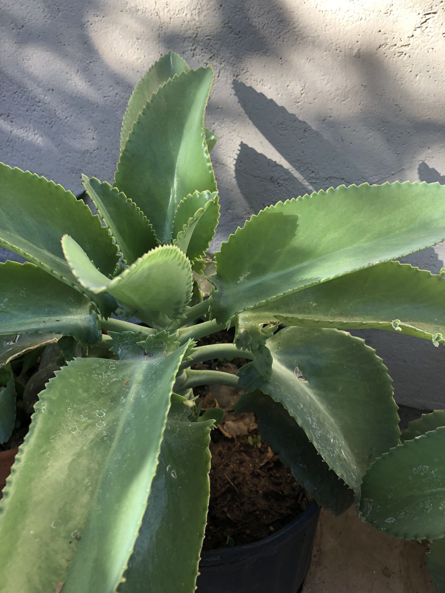 Kalanchoe Mother of Thousands Plant (two remain)