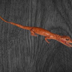 Alligator. Leather Finish.