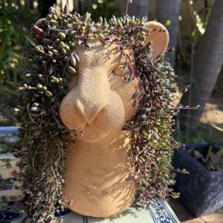 Tiger Pot With Trailing Succulent