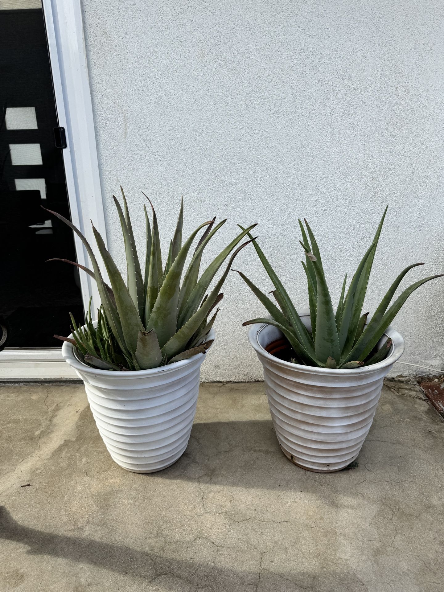 Aloe Vera Plants