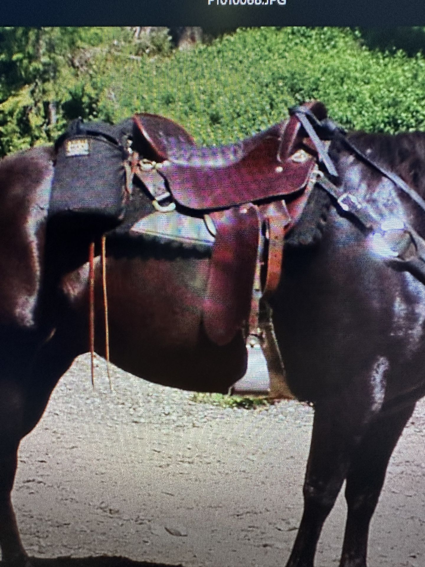 Saddle 18inch Tucker